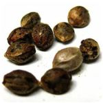 Семена марихуаны АК-47  (Seeds AK-47) в Чебаркуле